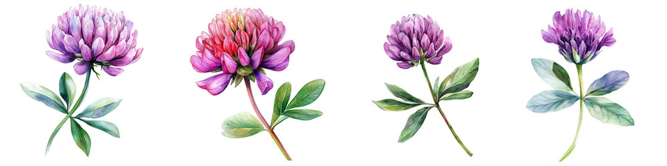 Wildflower Watercolor. Floral Isolated for Wedding, Invitation, Greeting Cards. Watercolour Flower Clover