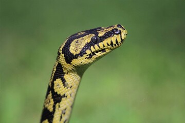 Jungle Carpet Python Close-Up: A close-up view of a Jungle Carpet Python, emphasizing its detailed,...