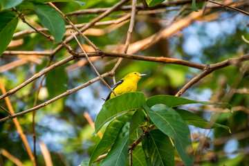 Bird (Common Iora) on a tree