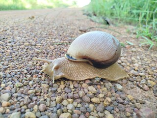Large snail in the Brazilian Amazon, Mato Grosso, Brazil