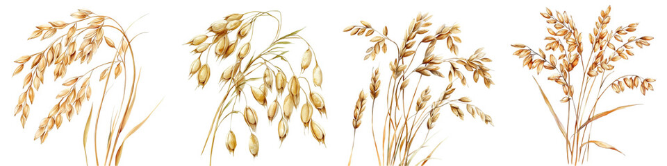 Oat Grains, Oats Isolated Watercolor Painting, Realistic Cereal Plant, Seeds. Agriculture Harvesting Wholegrain Product