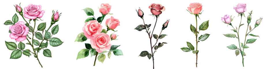 pink flowers isolated on white background