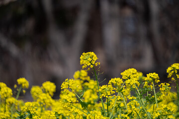 菜の花