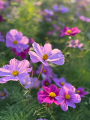 Cosmos flowers blooming in the garden in the morning light.
