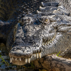 close up of a crocodile