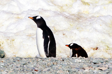 Obraz premium Gentoo Penguins, Danco Island, Antarctica