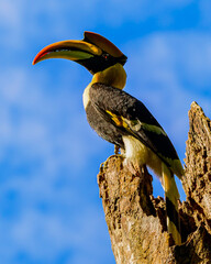 Great Hornbill from western ghats, Nelliampathy, Kerala