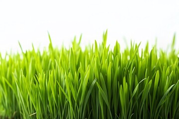 Obraz premium Lush Green Grass Field Isolated on White Background - Minimalist Stock Photo