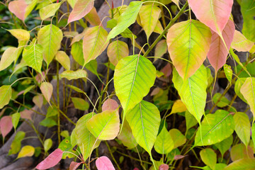 Leaves of a Bodhi Tree (Ficus religiosa), showing the characteristic heart shape and elongated drip tip.