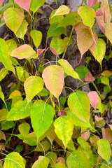 Leaves of a Bodhi Tree (Ficus religiosa), showing the characteristic heart shape and elongated drip tip.
