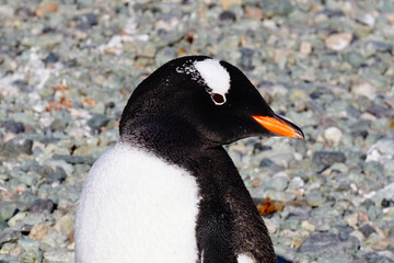Naklejka premium Gentoo Penguin, Danco Island, Antarctica