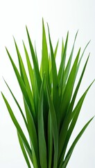 Close-up of green plant leaves against white backdrop. Vibrant foliage conveys freshness, growth. Decorative natural grass for backgrounds, design elements, eco themes, gardening concepts. Nature at