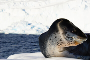Obraz premium Leopard Seal, Danco Island, Antarctica