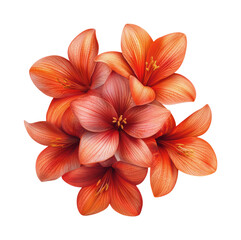 Fototapeta premium Beautiful Coral Orange Lily Flower Cluster with Delicate Petal Veins and Golden Stamens Showing Natural Floral Formation Isolated on Transparent and White Background