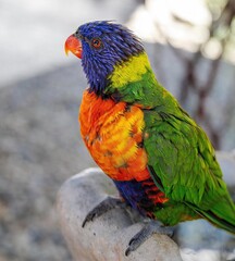 Vibrant Lorikeet on Rocks: A colorful lorikeet stands on a rocky surface, its bright plumage vivid against the neutral background.