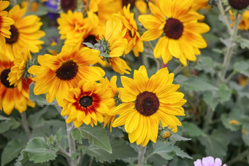 Vivid Display of Colorful Flowers in Full Bloom Under Sunlight