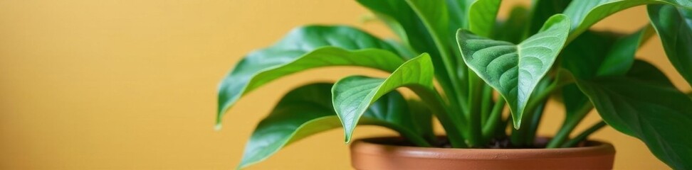 Fototapeta premium Oversized leaves in terracotta pot, vibrant green , green, growing