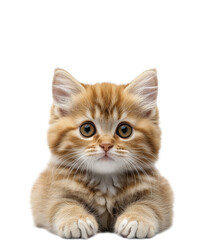 Obraz premium Adorable Ginger British Shorthair Kitten with Big Eyes and White Paws Portrait of Baby Cat Looking at Camera Isolated on Transparent and White Background