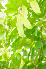 싱그러운 초록나무 백그라운드