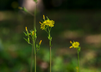 yellow flower in the garden
