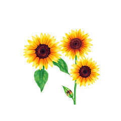 Obraz premium Bright flowers sunflowers, floral leopard isolated white background. Watercolor botanical illustration for floral design