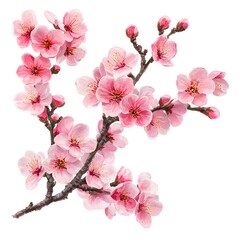 A delicate branch of blossoming pink cherry flowers isolated on a pure white background shows sptime beauty.