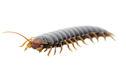 Obraz premium Creeping Millipede in Side View - Transparent Background