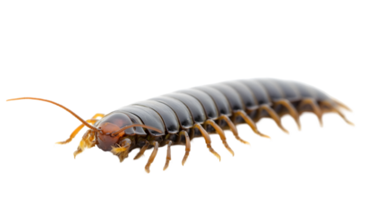 Creeping Millipede in Side View - Transparent Background