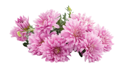 Pink flowers in bloom on a white background isolated