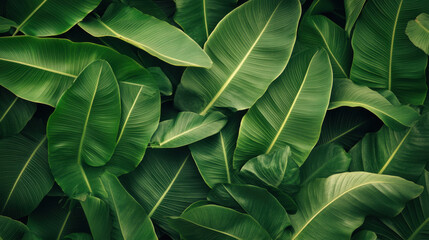 Lush green tropical leaves, natural texture