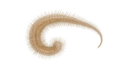 Obraz premium Side View of Millipede - Transparent PNG on White