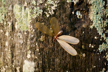 Laron or an isoptera,  a scientific name for flying termites or winged termites perched on old tree...