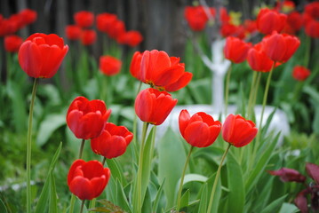 Beautiful red tulips bloomed in the garden in spring
