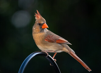 Female Northern Cardinal in Isolation with Dark Background