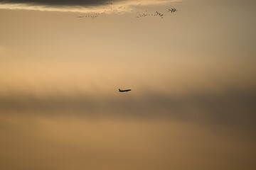 夕焼け浮かぶ飛行機と鳥群のシルエット