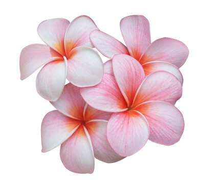 Plumeria or Frangipani or Temple tree flower. Close up pink-yellow frangipani flowers bouquet isolated on transparent background.	