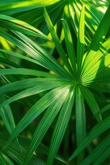 Obraz premium Saw Palmetto Green Leaves in Sunlight - Tropical Herbal Plant Nature