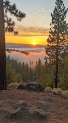 Sunrise over a valley filled with fog, viewed from a mountain top with pine trees in the foreground. Warm golden light illuminates the scene.