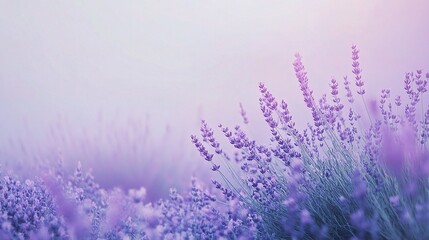 Fototapeta premium Serene Lavender Fields Wrapped in Early Morning Mist