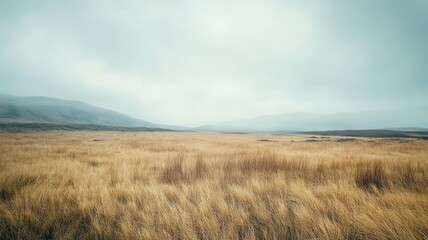 Misty Mountain Meadow, Golden Grass, Travel Brochure