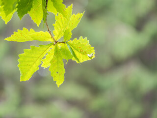 Oak branches with green and yellow leaves in autumn park.
