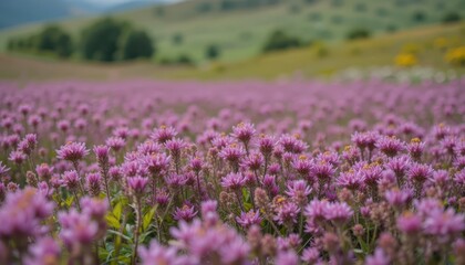 Vibrant Purple Wildflowers Blooming in Lush Green Meadow Landscape