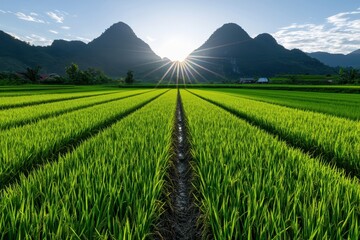 Fototapeta premium Stunning sunrise over green rice fields with mountains in the background, symbolizing nature.