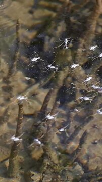 Glimmering Water Over Riverbed