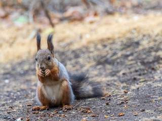 Squirrel in autumn hides nuts on the green grass with fallen yellow leaves