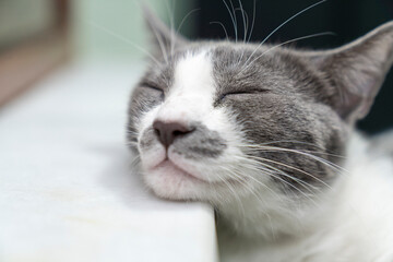 Relaxed Cat Sleeping, Relaxing Peacefully on Marble Table. Adorable Feline Resting. Cozy, Cute Domestic Happy Animal, Fluffy Catnap, Perfect for pet lovers, friendship, ownership, friendly and care