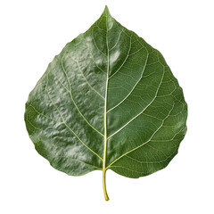 Obraz premium cottonwood tree leaf isolated on transparent background
