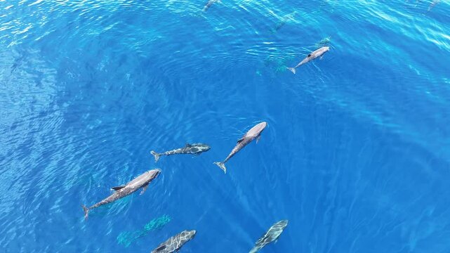Melon-headed whales, Peponocephala electra, swim at the surface of the Gulf of Tomini on the east coast of Sulawesi, Indonesia. These widely-distributed toothed whales are rarely encountered.