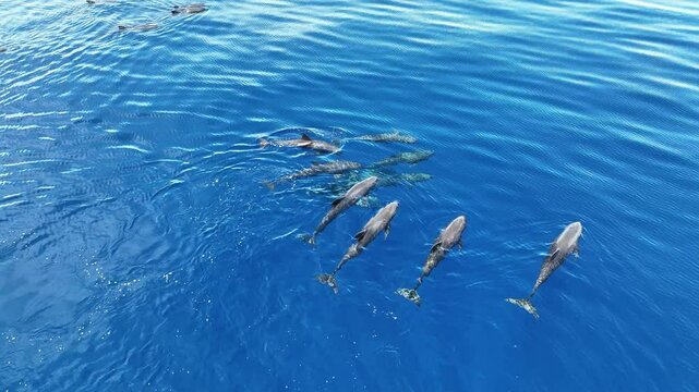 Melon-headed whales, Peponocephala electra, swim at the surface of the Gulf of Tomini on the east coast of Sulawesi, Indonesia. These widely-distributed toothed whales are rarely encountered.