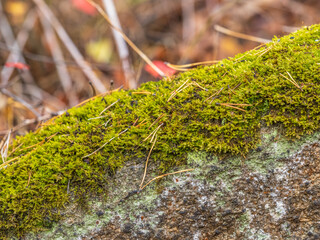 Soft thick moss in the forest is lit by the sun.